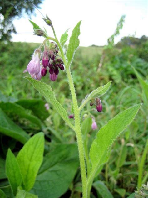 Comfrey Root Uses and Benefits—Medicinal Properties of Comfrey ...