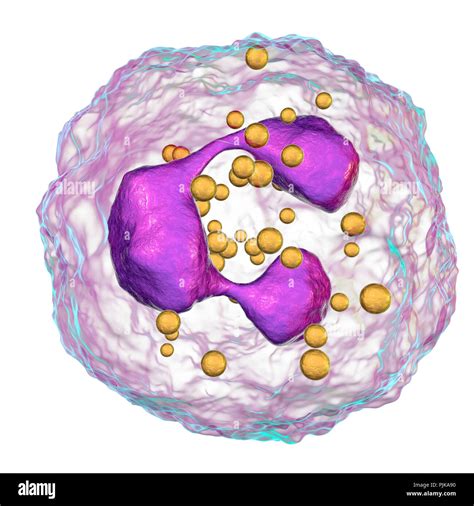 Neutrophil white blood cells, computer illustration. Neutrophils are the most abundant white ...