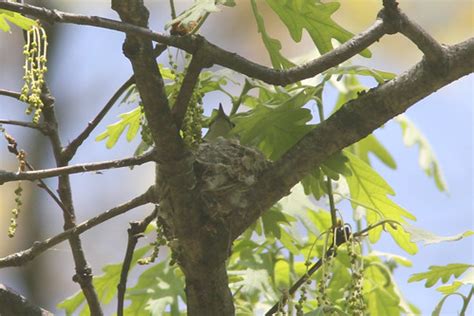 Cerulean Warbler building nest | Skinner SP, Hadley, MA, May… | Flickr