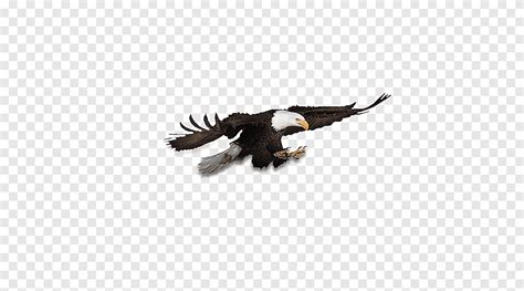Bald Eagle, Flying Eagles, image File Formats, animals png | PNGEgg