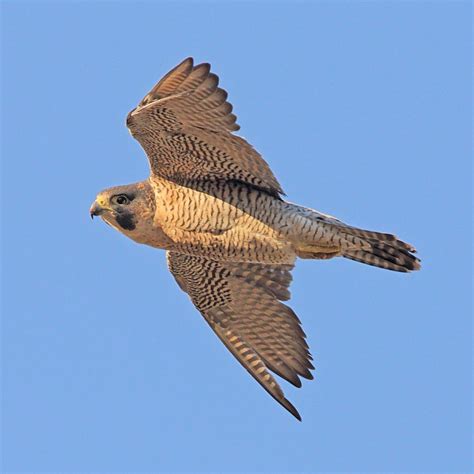 Backlands Spring Migration: Peregrine Falcon - Williams Lake ...