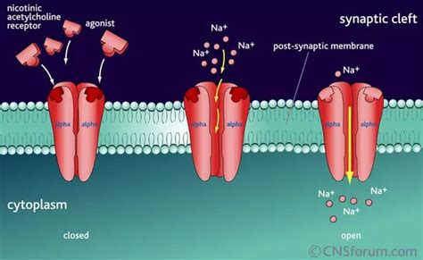 What is the difference between Ki, Kd, and Km receptor affinities? - Quora