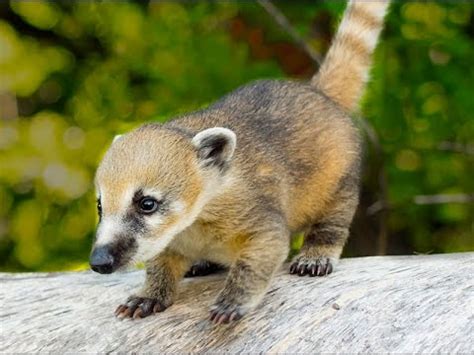 Wild Coati Babies and Family - YouTube