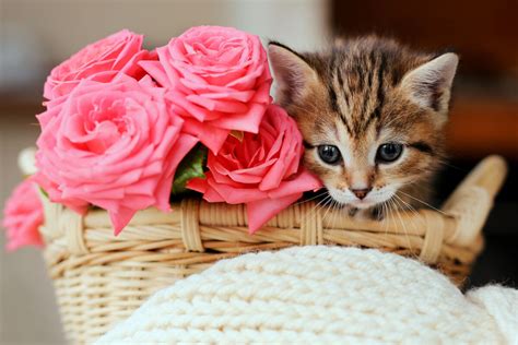 Are Sunflowers Toxic To Cats? - TheCatSite