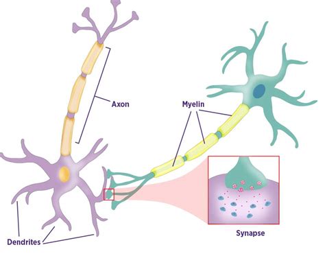 Wiring up the brain