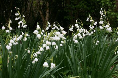 Leucojum aestivum – Ballyrobert Gardens