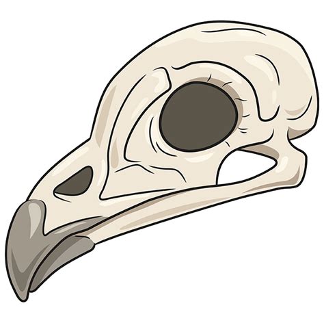 Bird Skull Drawing