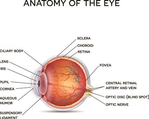 Human Eye Anatomy - Parts of the Eye