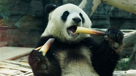 Adorable panda having a feast at Beijing Zoo - CGTN