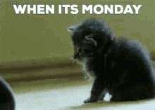 Cat Monday GIFs | Tenor