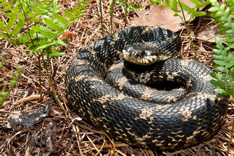 Hognose snake | Behavior, Size, & Facts | Britannica