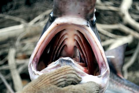 Paddlefish – "OCEAN TREASURES" Memorial Library