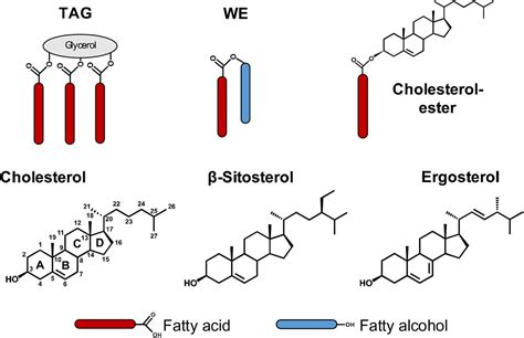 Cholesterol Ester Structure