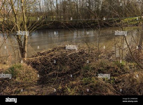 Large dam of the Eurasian beaver on the Nidda river, Frankfurt, Germany ...