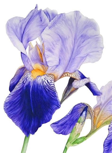 Purple Bearded Iris 68 x 78cms | Акварельные печати, Ботанические ...