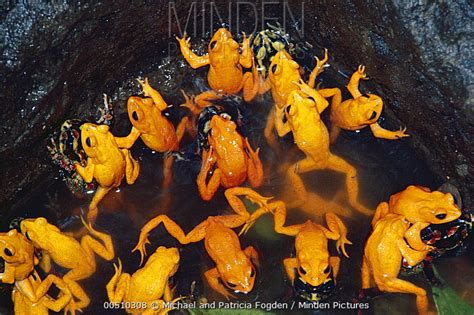 Golden Toad stock photo - Minden Pictures