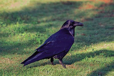 For the Birds: Ravens: Common and amazing | Local News ...