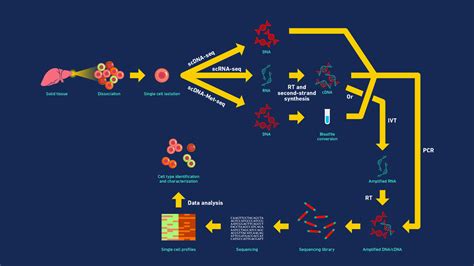 Understanding Single Cell Sequencing, How It Works, and Its Applications - Supply Chain Council ...