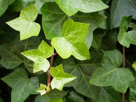 Hedera helix – Caragh Nurseries