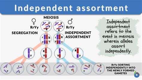 Independent Assortment Definition and Examples - Biology Online Dictionary