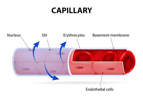 3 Types of Capillaries (Plus Interesting Facts) – Nayturr