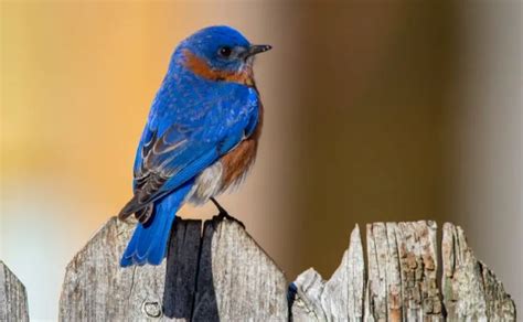 Bluebird Symbolism: Spiritual Meaning, Totem, Spirit, Omens