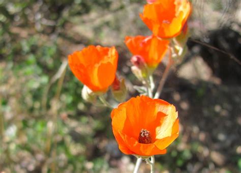 85 brilliant displays of Southwest wildflowers | Outdoors and Events | tucson.com