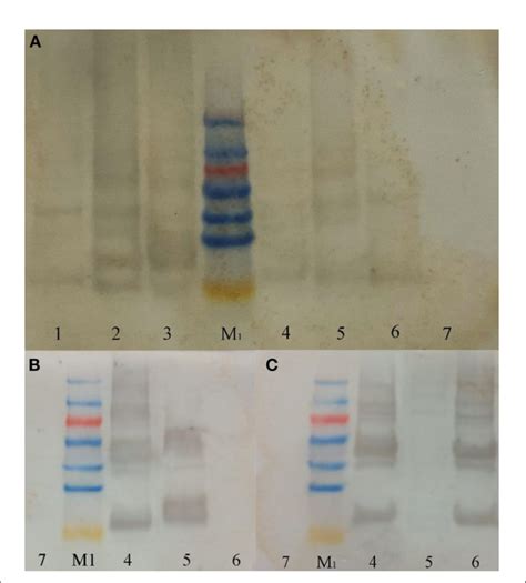 FIGURE E Western blot results. (A) Western-blot with Anti--×His Tag ...