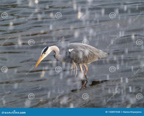 Grey Heron Fishing Under Waterfall Stock Photo - Image of enjoying ...