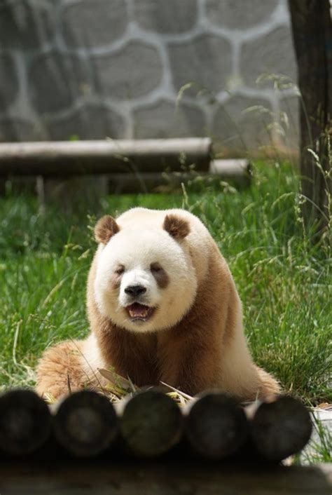 World's only captive brown panda meets public in China's Shaanxi - Global Times