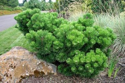 Japanese Black Pine | Coniferous Forest