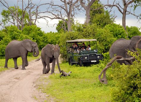 Tanzania: Serengeti Voted Best African Safari Park 2018 | Gosheni Safaris