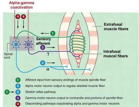 فیزیوتراپی (Physiotherapy): نورون حرکتی آلفا(Alpha Motor Neuron)