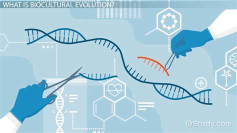 Biocultural Evolution | Definition, Approach & Adaptation - Video & Lesson Transcript | Study.com