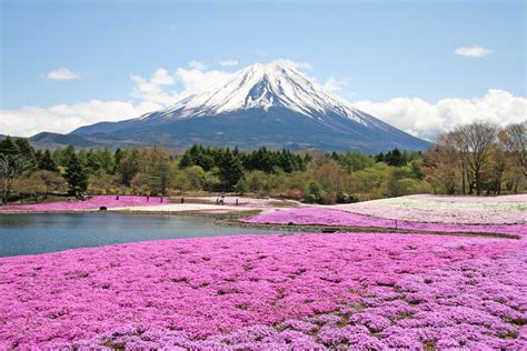 10 Gorgeous Fields of Flowers Worth Traveling to See | Flower field, Mount fuji, Scenery