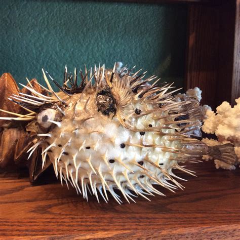 Taxidermy Porcupine Pufferfish | Curious Nature