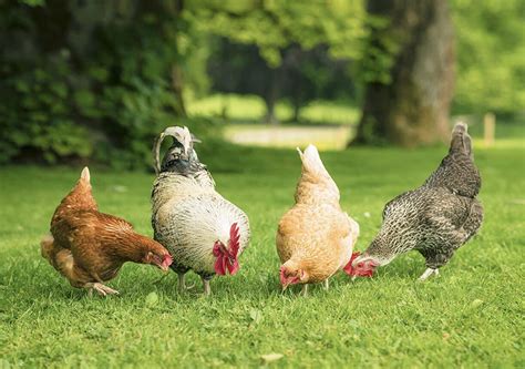 TOP 5 CHICKEN BREEDS FOR WARM CLIMATES | Kellogg Garden Products