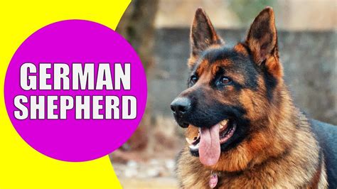 GERMAN SHEPHERD Sounds for Kids - Barking, Howling, Breathing Sounds of German Shepherd Dogs ...