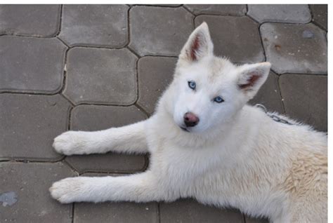 White Siberian Husky Puppy With Blue Eyes