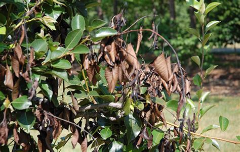 pear tree leaves turning black - Candra Teal