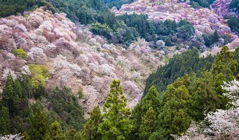 Mount Yoshino: Explore Japan's Best Cherry Blossom Spot | Japan Cheapo