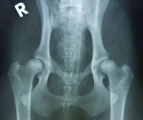 Hip Dysplasia in German Shepherds, a Common Degenerative Joint Disease Causes Canine Hip ...