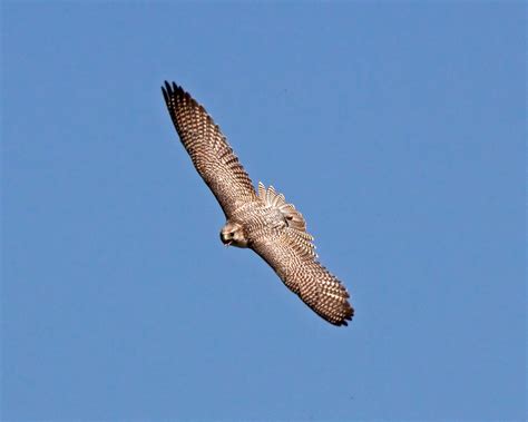 Falcon 1 | I love watching Falcons flying, especially as the… | Flickr