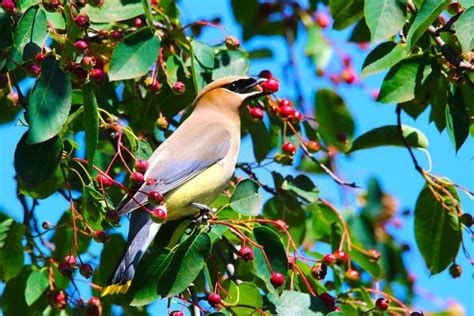 12 Trees That Will Attract Birds to Your Homestead