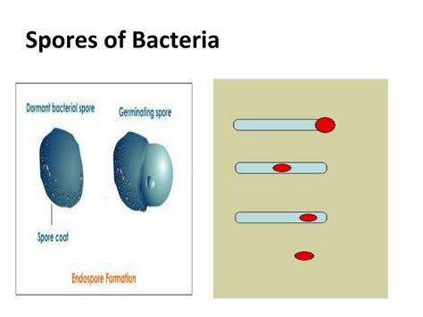 PPT - Bacterial Structure , Function & Genetics PowerPoint Presentation - ID:357314