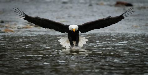 Bald Eagle catching a fish (D850, 500mm PF, f/5.6, 1/1600, ISO 10000 ...