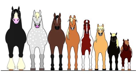 Common Horse Breeds Height & Weight Chart