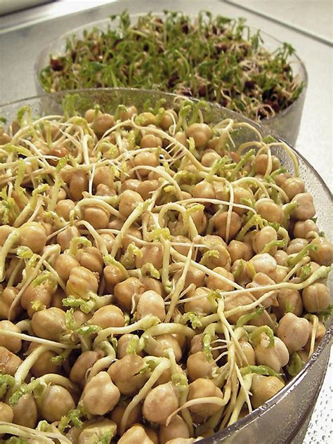 How to Germinate Seeds | Sprout seeds, Sprouting seeds, How to grow bean sprouts