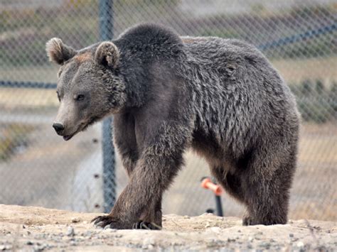 Ursus arctos syriacus / Syrian brown bear in Caucasus Wildlife Refuge