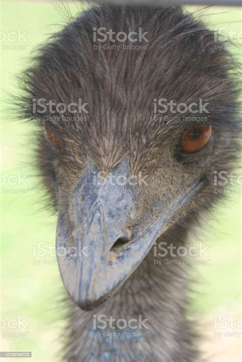 Angry Emu Stock Photo - Download Image Now - Animal, Animal Body Part, Animal Eye - iStock